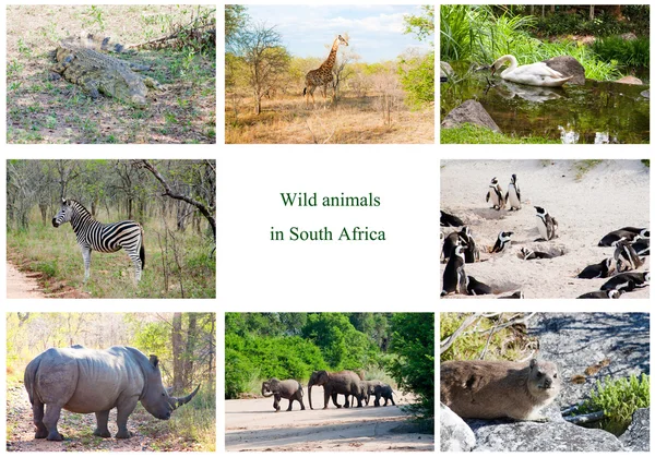 African wild animals collage, fauna diversity in Kruger Park, South Africa