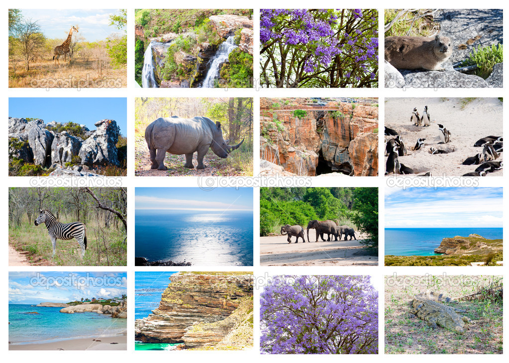 FLORA FAUNA AFRICA flora fauna africa: