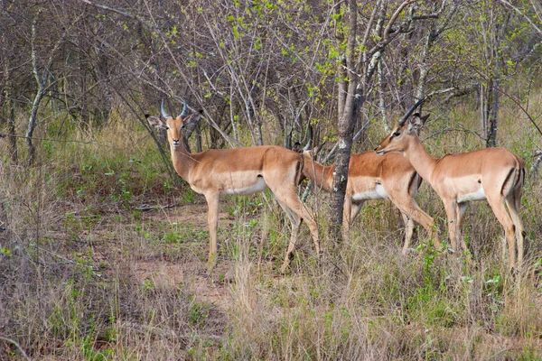 Wild herd of antelope in national Kruger Park in UAR,natural themed collection background, beautiful nature of South Africa, wildlife adventure and travel