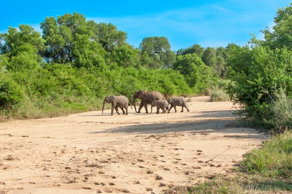 Wild herd of elephants come to drink in Africa in national Kruger Park in UAR,natural themed collection background, beautiful nature of South Africa, wildlife adventure and travel