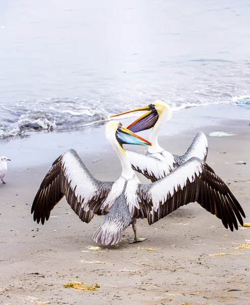 Pelican on Ballestas Islands