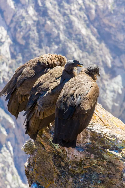 Three Condors at Colca canyon