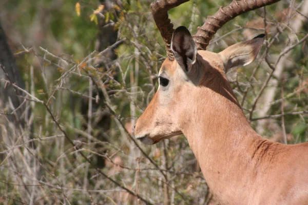 South African wildlife