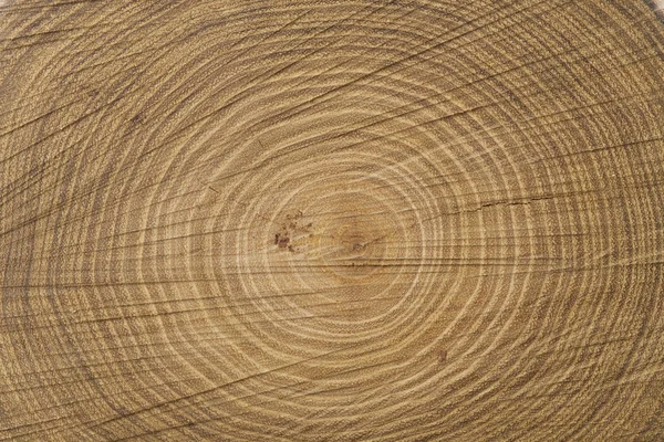 Tree cross section