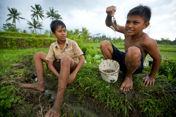 Poor children catch small fish in a ditch near a rice field