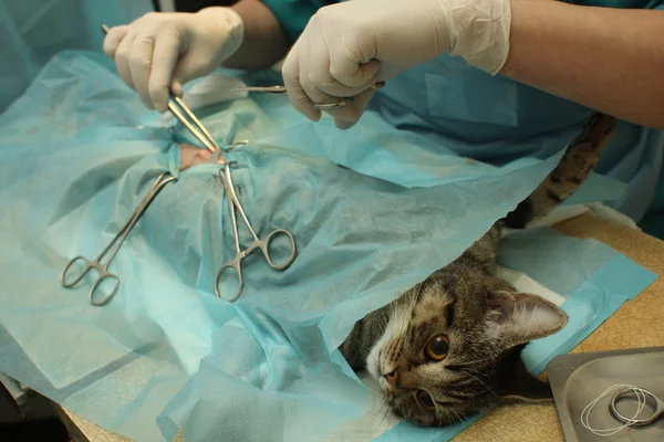 Veterinarian\'s office, surgical operation of cat.