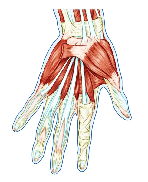 Anatomy of muscular system – hand, palm muscle - tendons, ligaments – educational biological board