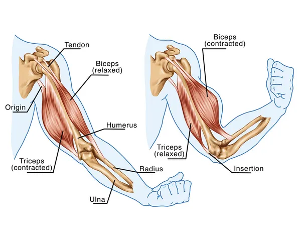 Movement of the arm and hand muscles - board