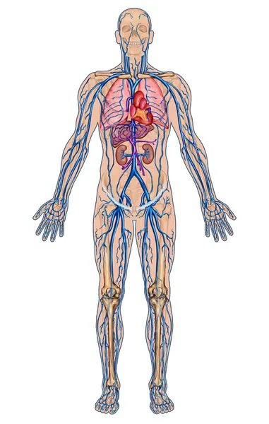 Human bloodstream - didactic board of anatomy of blood system of human circulation sanguine, cardiovascular, vascular and venous system