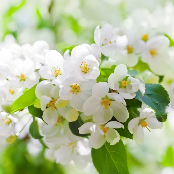 Apple blossoms in spring