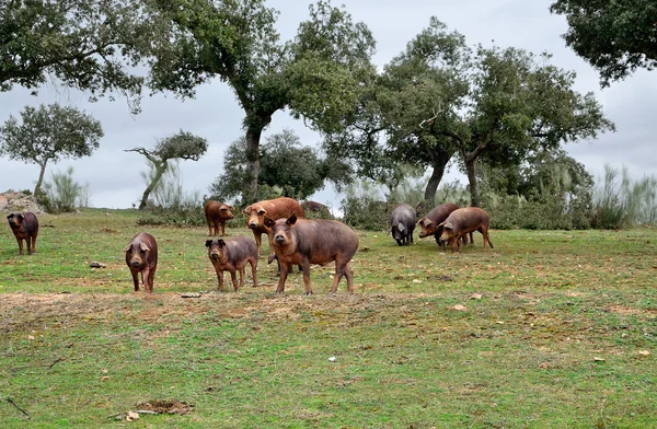 Herd of Iberian pigs eating acorns