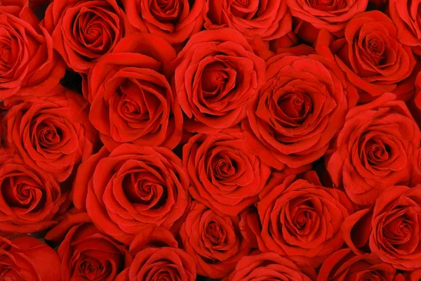 Red natural roses background