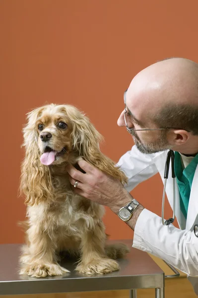 Male veterinarian examining dog