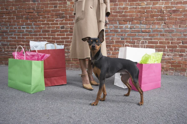Low section of woman with dog and shopping bags