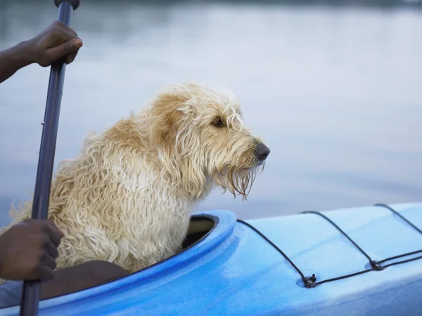 Side view of dog sitting in kayak with hands of man