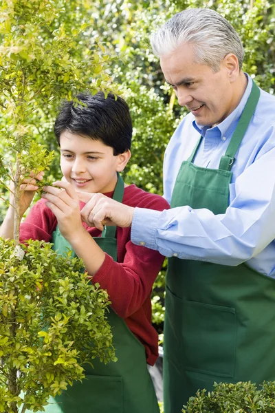Hispanic father and son working at garden center