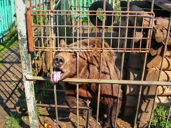 Bear in a small cage at a private zoo. Cruelty to animals, Animal rights.
