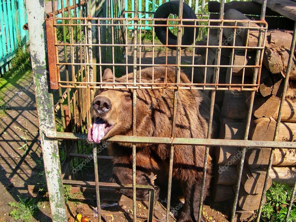 Bear in a small cage at a private zoo. Cruelty to animals, Animal