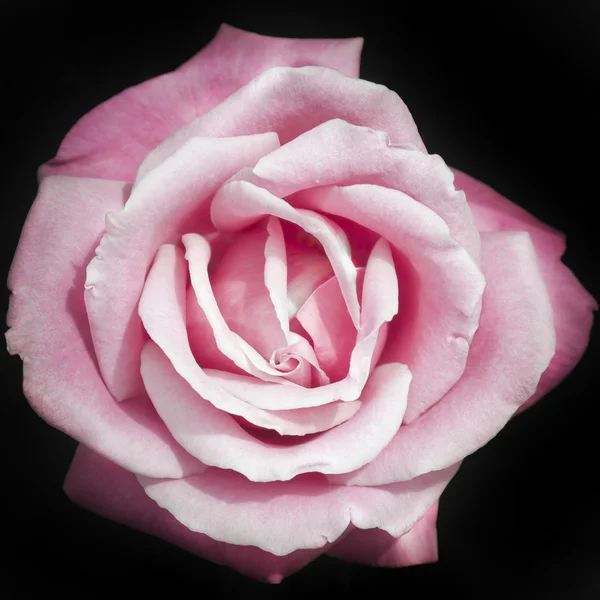 Pink rose on black background