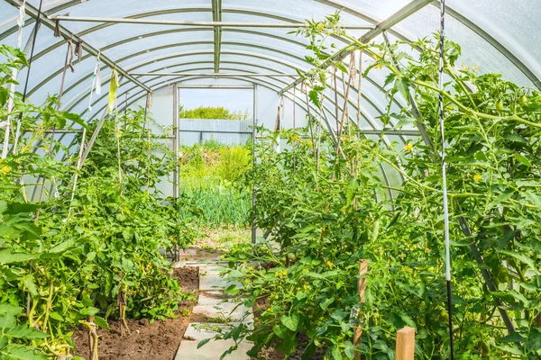 Arched greenhouse