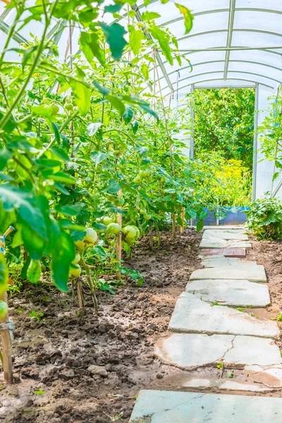 Arched greenhouse