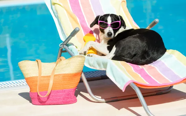 Funny dog sunbathing on summer