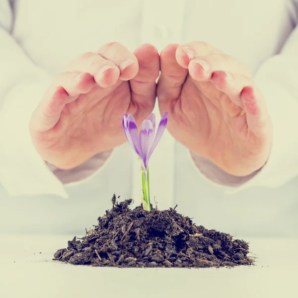 Man protecting a sprouting spring freesia