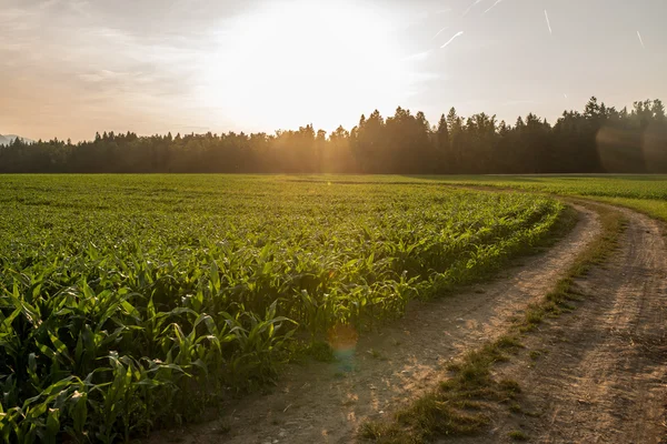 Sunrise over a field of young maize plants