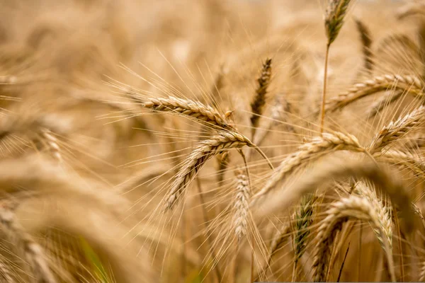 Ripening wheat in an agricultural field