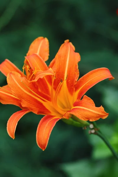 Orange lily.