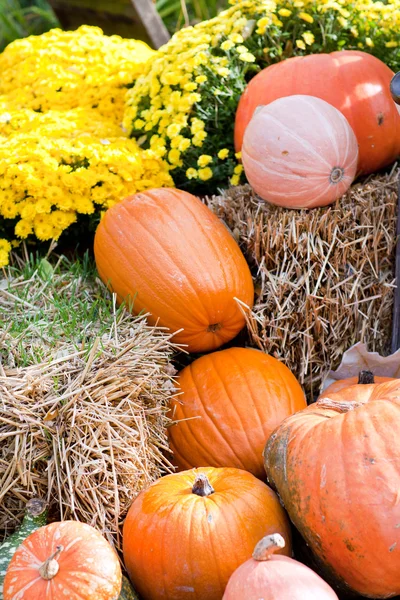 Decoration of fresh different pumpkin