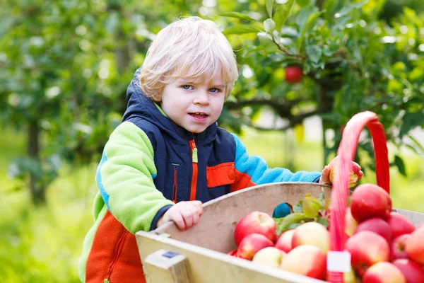 Happy blond toddler with wooden trolley full of organic red appl