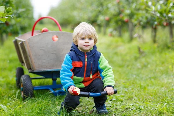Happy blond toddler with wooden trolley full of organic red appl