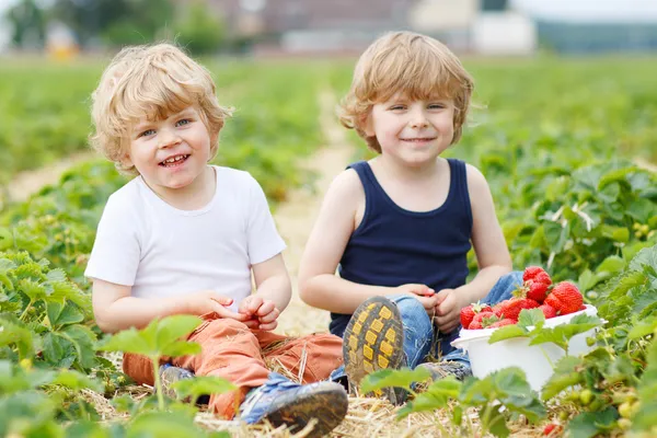 Two little sibling boys having fun on strawberry farm