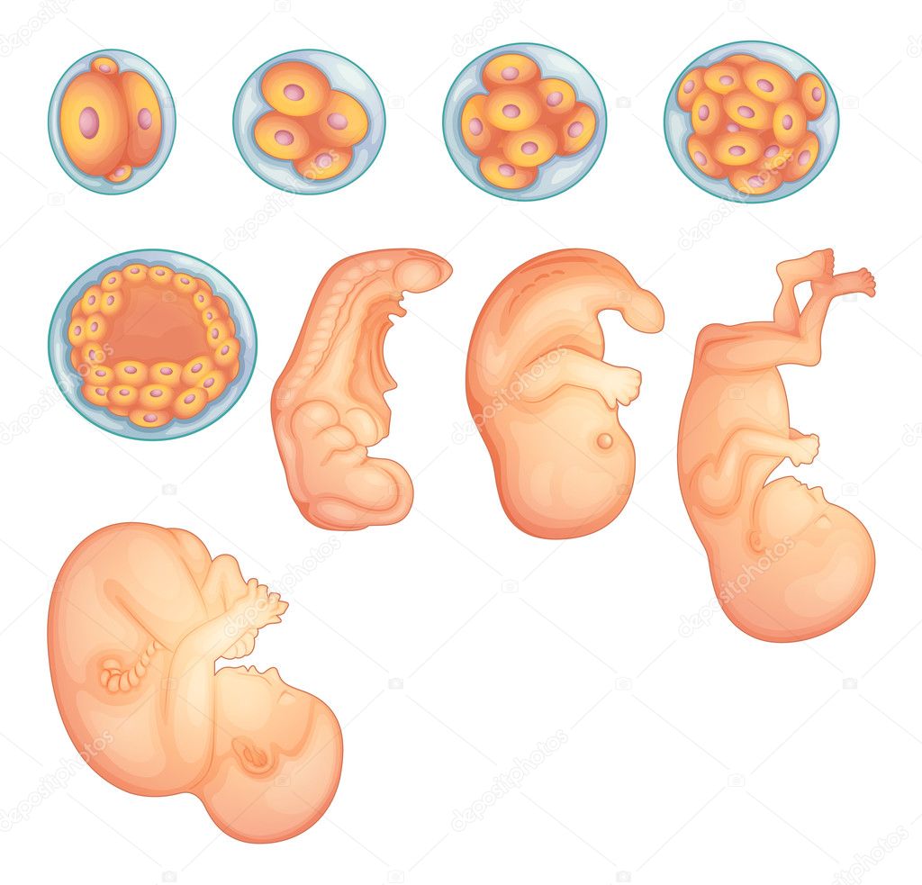 Etapas En El Desarrollo Embrionario Humano — Archivo Imágenes