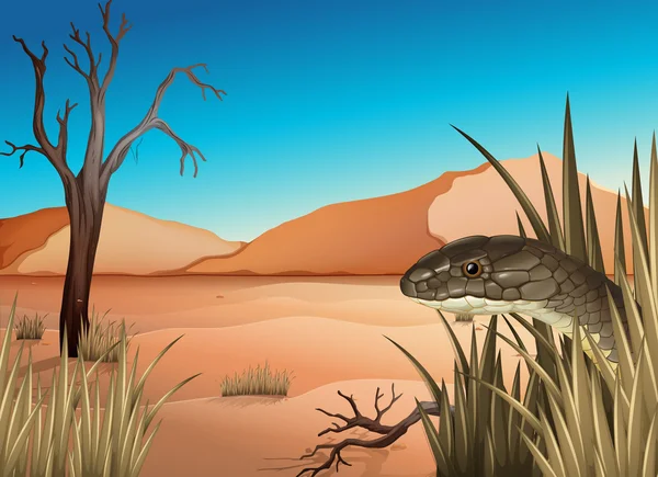 A reptile at the desert