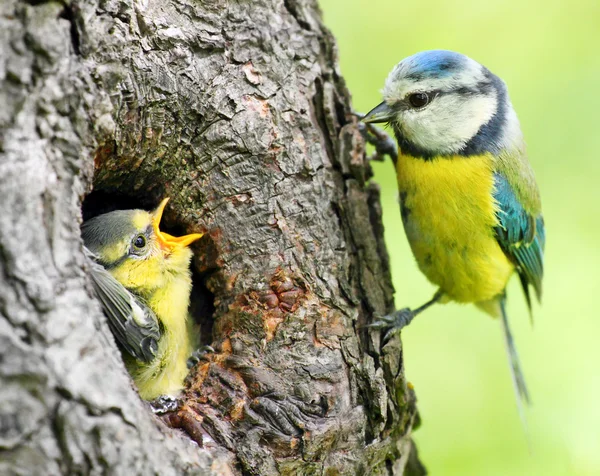 Parenting in wilderness.