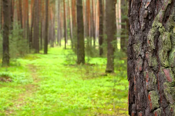 Pine forest. Close up pine bark with shallow dof. Czech Republic - Europe.