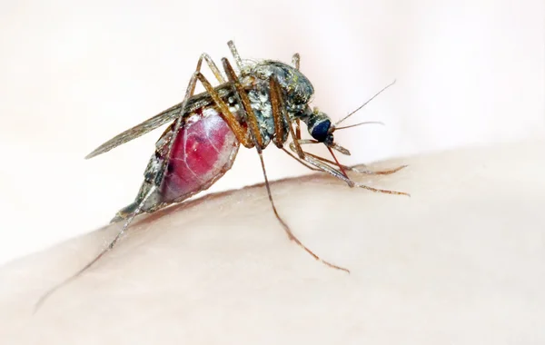 The Anopheles mosquito dangerous vehicle of infection.