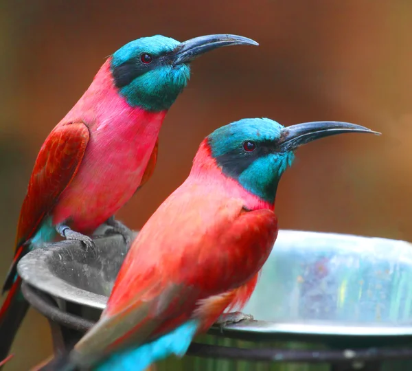 A Northern Carmine Bee-Eater (Merops nubicus). This african bird eating is made up primarily of bees and other flying insects, such as grasshoppers and locusts. — Stock Photo #12714702