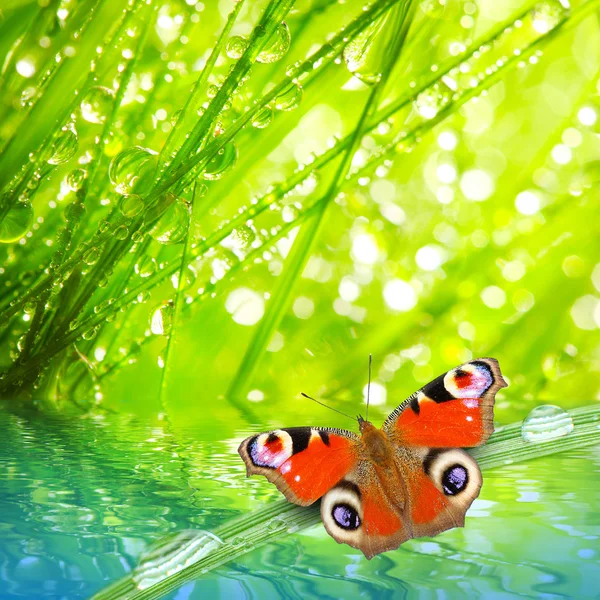 Fresh morning dew on a spring grass and butterfly
