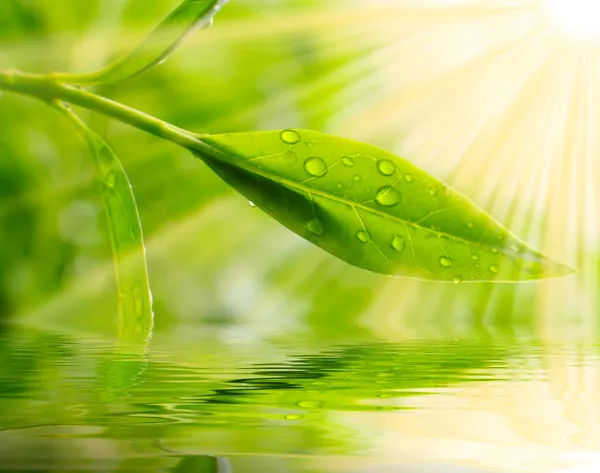 Tea tree near the water