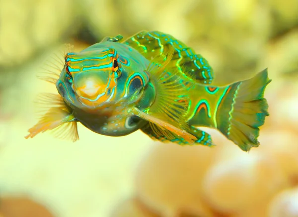 The Mandarinfish or Mandarin dragonet (Synchiropus splendidus)