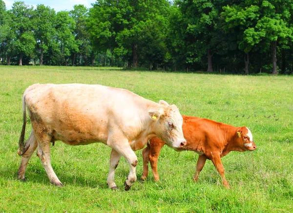 Cute calf and cow mother