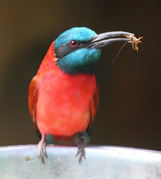 A Northern Carmine Bee-Eater (Merops nubicus)