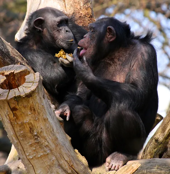 Two adult chimpanzees diner and talking