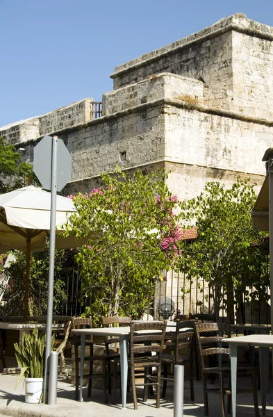 Historic Limassol Lemessos Castle flowering shrub plant Cyprus