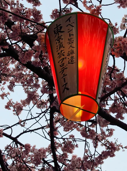 Japanese lantern and cherry blossoms