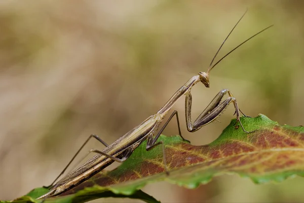 Close up praying mantis