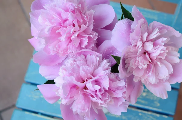 Bunch of peony on shabby blue chair